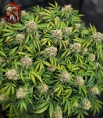 Amnesia Haze Feminisiert – Draufsicht mit Twins Garden Seeds Logo