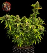 Amnesia Haze Feminisiert – Gesamtansicht mit Twins Garden Seeds Logo