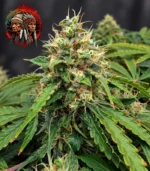 Amnesia Haze Feminisiert – Blütendetail mit Twins Garden Seeds Logo