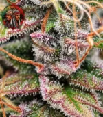 Amnesia Haze Feminisiert – Makroaufnahme mit Twins Garden Seeds Logo
