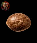 Amnesia Haze Feminisiert – Samen auf schwarzem Hintergrund mit Twins Garden Seeds Logo