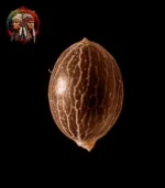 Purple Haze Feminisiert – Samenaufnahme mit Twins Garden Seeds Logo oben links