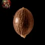 Purple Haze Feminisiert – Samenaufnahme mit Twins Garden Seeds Logo oben links