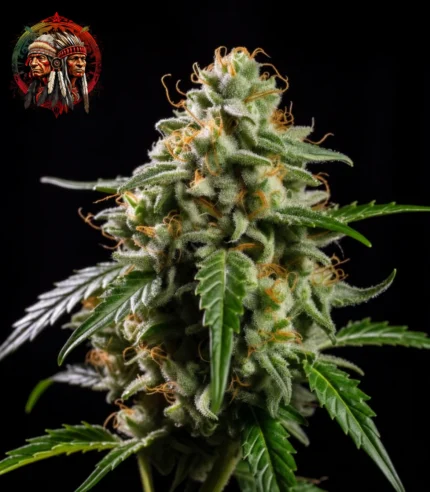 Hindu Kush Auto – Sortenbild mit Twins Garden Seeds Logo oben links