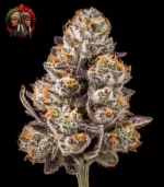 Apple Fritter Cannabis Samen – Sortenbild mit Twins Garden Seeds Logo oben links