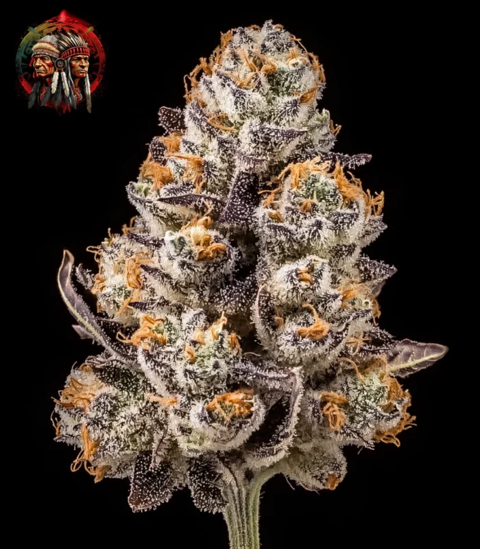 Apple Fritter Cannabis Samen – Sortenbild mit Twins Garden Seeds Logo oben links