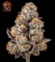 Apple Fritter Cannabis Samen – Sortenbild mit Twins Garden Seeds Logo oben links