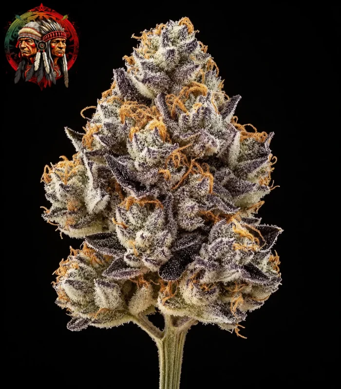 Zoap Cannabis Samen – Sortenbild mit Twins Garden Seeds Logo oben links