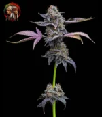 Lemon Cherry Gelato – Sortenbild mit Twins Garden Seeds Logo oben links