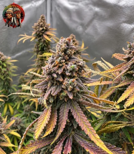 Blue Dream Feminisiert – Sortenbild mit Twins Garden Seeds Logo oben links