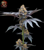 David 420 Feminisiert – Sortenbild mit Twins Garden Seeds Logo oben links