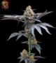 David 420 Feminisiert – Sortenbild mit Twins Garden Seeds Logo oben links