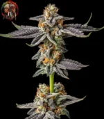 Gelato Cannabis Samen – Sortenbild mit Twins Garden Seeds Logo oben links