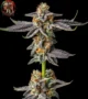 Gelato Cannabis Samen – Sortenbild mit Twins Garden Seeds Logo oben links