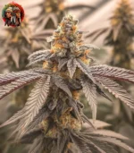 Gorilla Glue #4 Feminisiert – Sortenbild mit Twins Garden Seeds Logo oben links