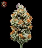Jack Herer Auto – Sortenbild mit Twins Garden Seeds Logo oben links