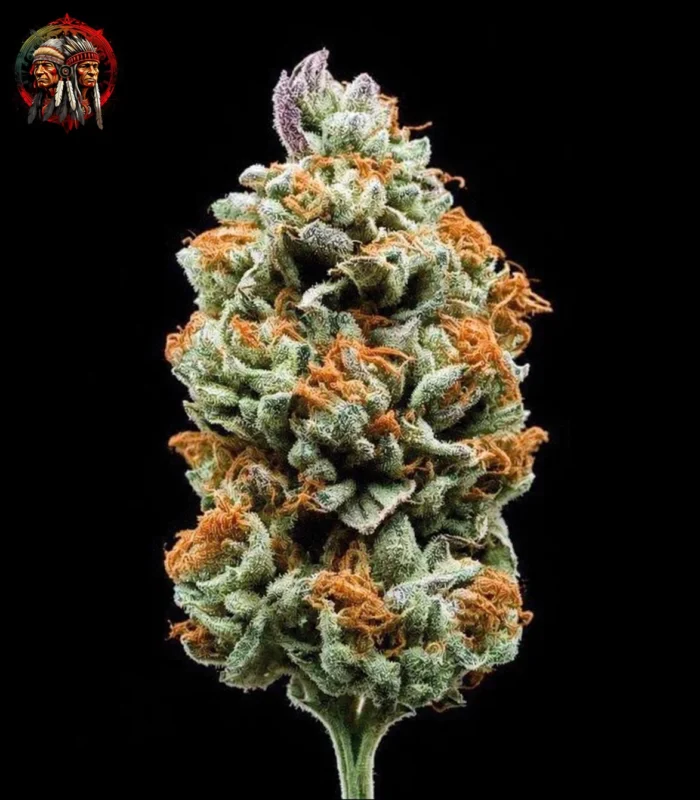 Jack Herer Auto – Sortenbild mit Twins Garden Seeds Logo oben links