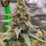 Jack Herer Feminisiert – Sortenbild mit Twins Garden Seeds Logo oben links