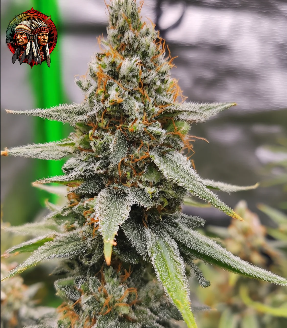 Jack Herer Feminisiert – Twins Garden Seeds Jack Herer Feminisiert – Sortenbild mit Twins Garden Seeds Logo oben links