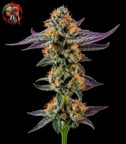 Lemon Haze Feminisiert – Sortenbild mit Twins Garden Seeds Logo oben links