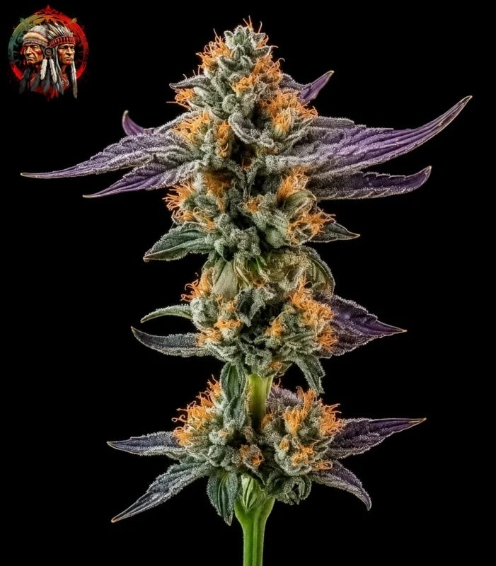 Lemon Haze Feminisiert – Sortenbild mit Twins Garden Seeds Logo oben links