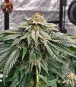 Northern Lights Feminisiert – Sortenbild mit Twins Garden Seeds Logo oben links