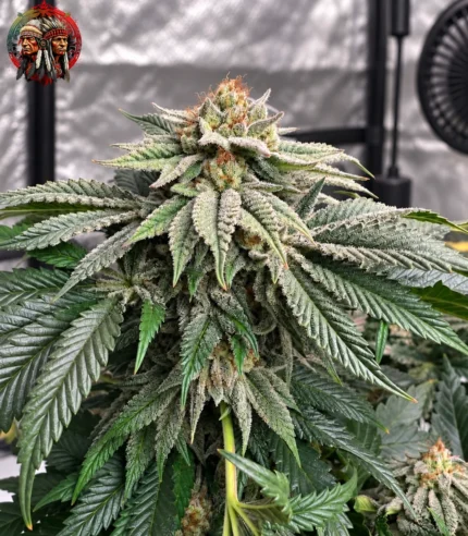 Northern Lights Feminisiert – Sortenbild mit Twins Garden Seeds Logo oben links