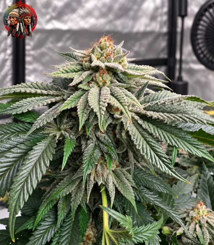 Northern Lights Feminisiert – Sortenbild mit Twins Garden Seeds Logo oben links