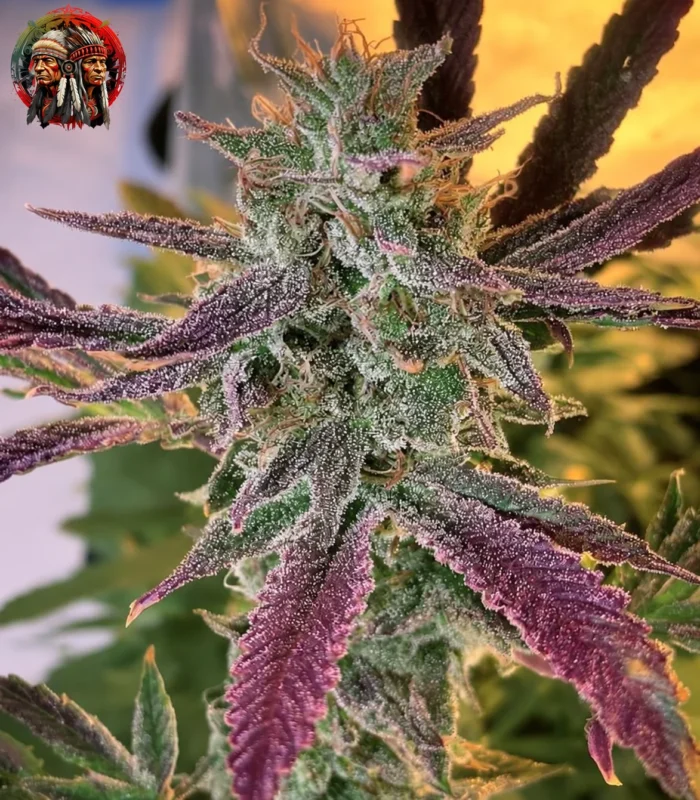 Northern Lights Auto – Sortenbild mit Twins Garden Seeds Logo oben links