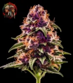Purple Punch Auto – Sortenbild mit Twins Garden Seeds Logo oben links
