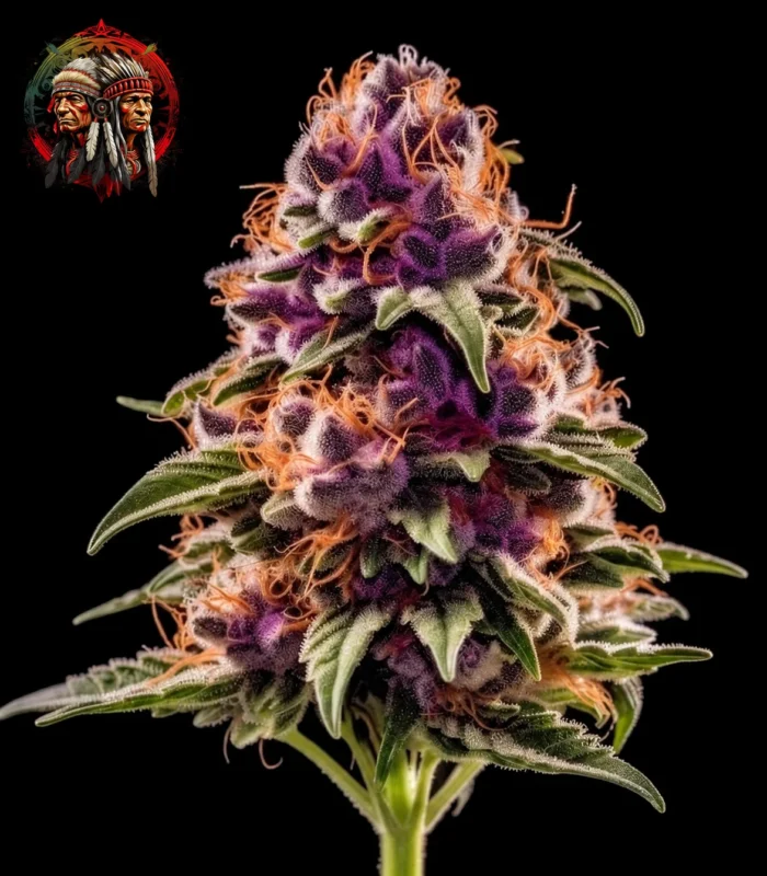 Purple Punch Auto – Sortenbild mit Twins Garden Seeds Logo oben links
