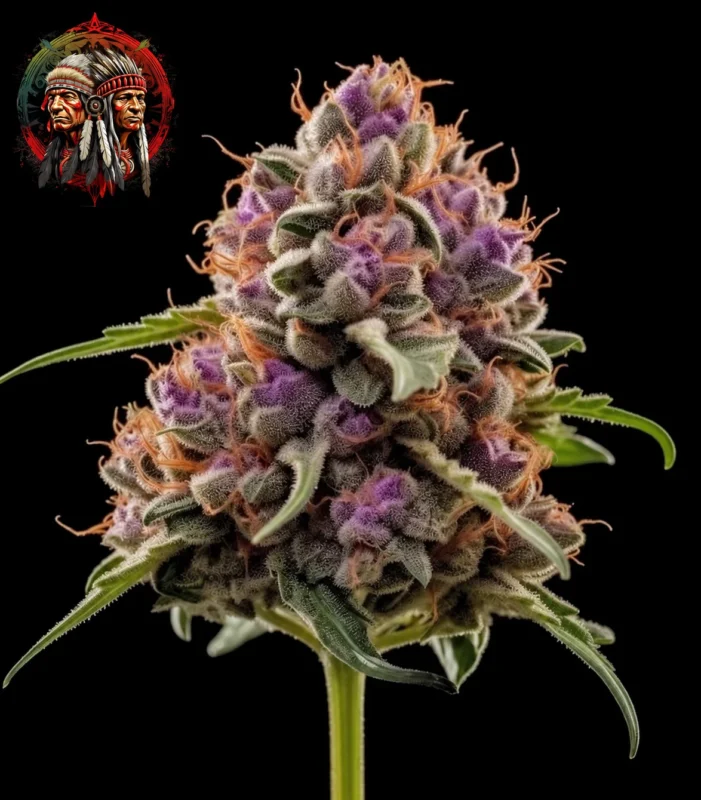 Purple Punch Feminisiert – Sortenbild mit Twins Garden Seeds Logo oben links