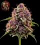 Purple Punch Feminisiert – Sortenbild mit Twins Garden Seeds Logo oben links