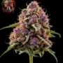 Purple Punch Feminisiert – Sortenbild mit Twins Garden Seeds Logo oben links