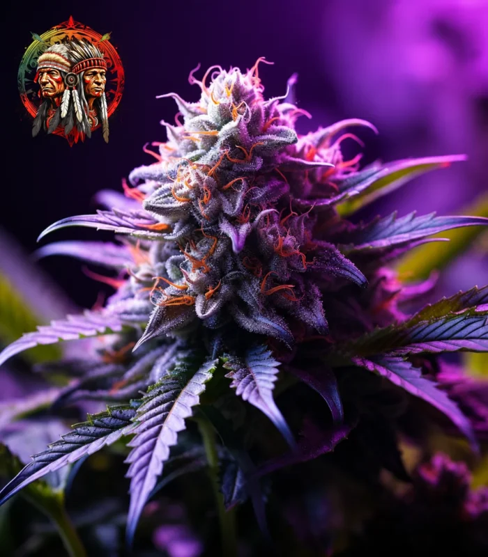 Twins Purple Kush Feminisiert – Sortenbild mit Twins Garden Seeds Logo oben links