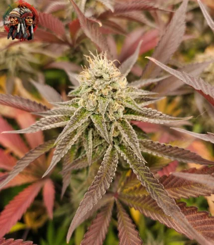 Wedding Cake Feminisiert – Sortenbild mit Twins Garden Seeds Logo oben links