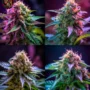 Wedding Cake Auto – Sortencollage mit Twins Garden Seeds Logo oben links