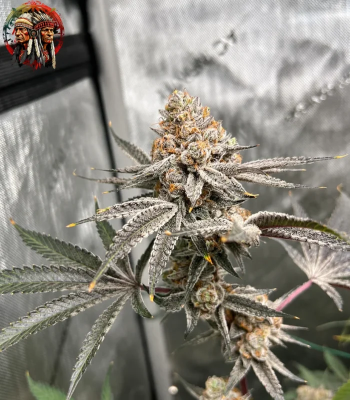 Zkittlez Feminisiert – Sortenbild mit Twins Garden Seeds Logo oben links