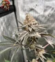 Zkittlez Feminisiert – Sortenbild mit Twins Garden Seeds Logo oben links