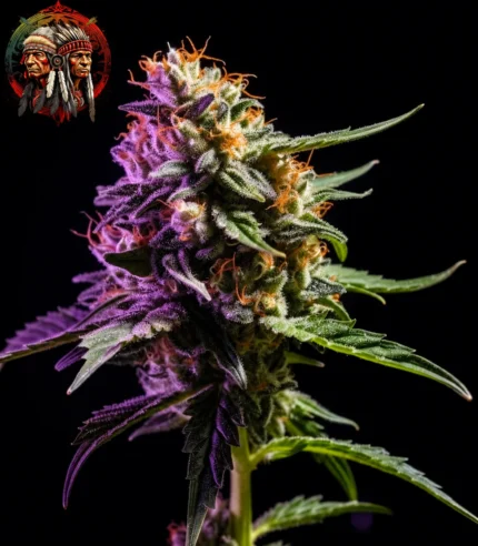 Zkittlez Auto – Sortenbild mit Twins Garden Seeds Logo oben links