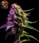 Zkittlez Auto – Sortenbild mit Twins Garden Seeds Logo oben links