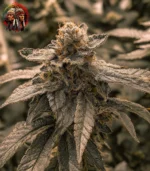 Bubba Kush Feminisiert – Sortenbild mit Twins Garden Seeds Logo oben links