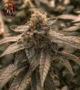 Bubba Kush Feminisiert – Sortenbild mit Twins Garden Seeds Logo oben links